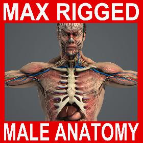 3DS MAX RIGGED Complete Male Anatomy PACK